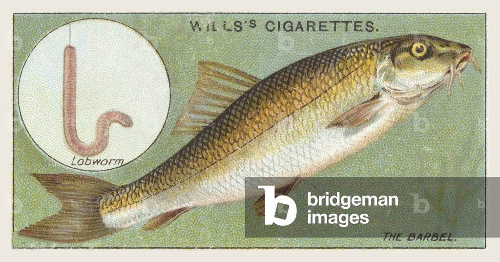 The Barbel, Lobworm (chromolitho)