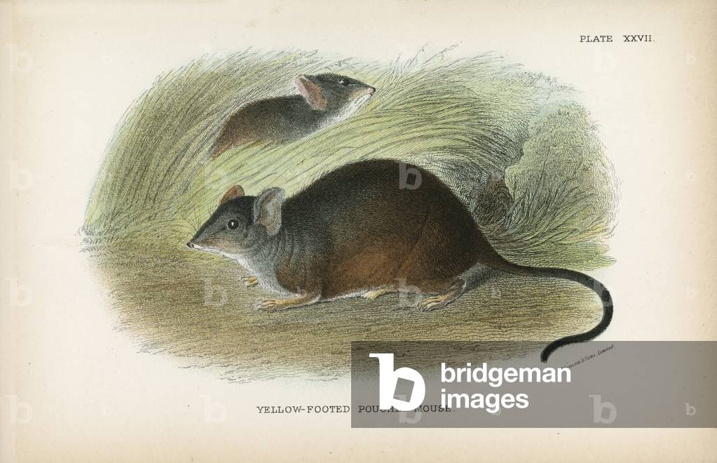 Yellow-Footed Pouched-Mouse 20th by English Artist, b/w