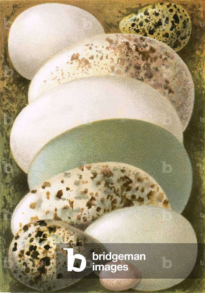 Eggs