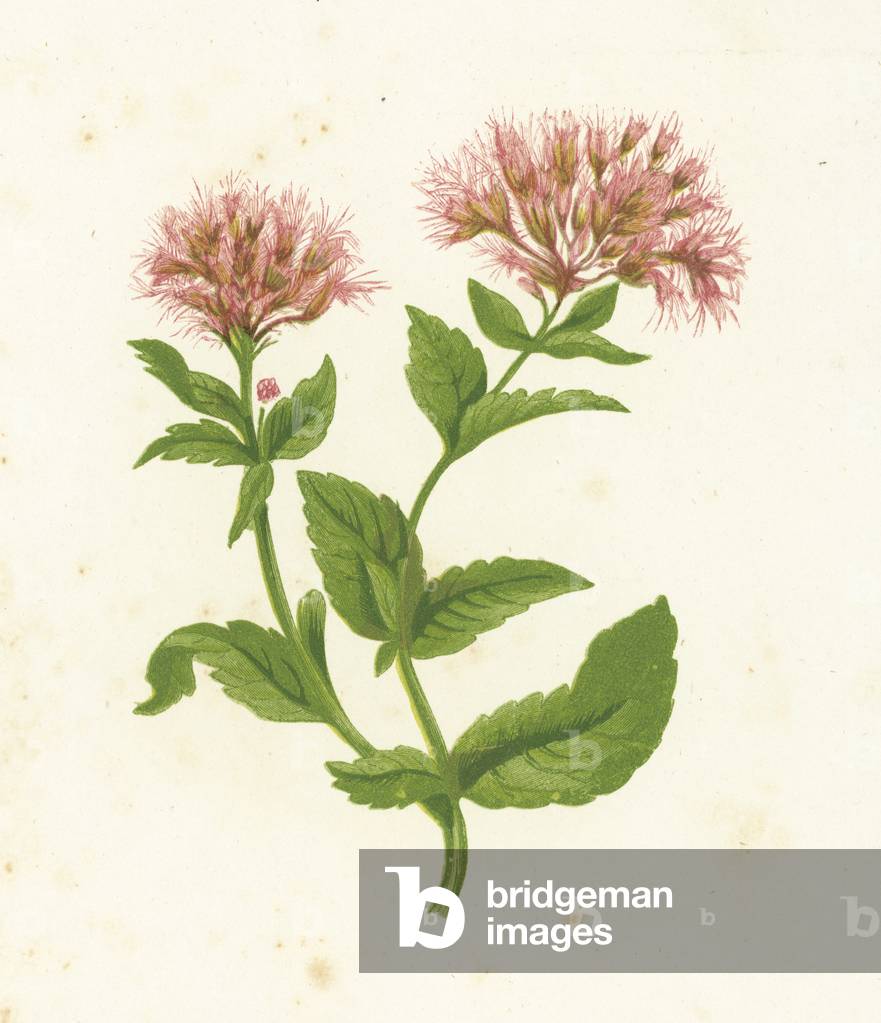 Hemp Agrimony, Eupatorium Cannabinum (colour litho)