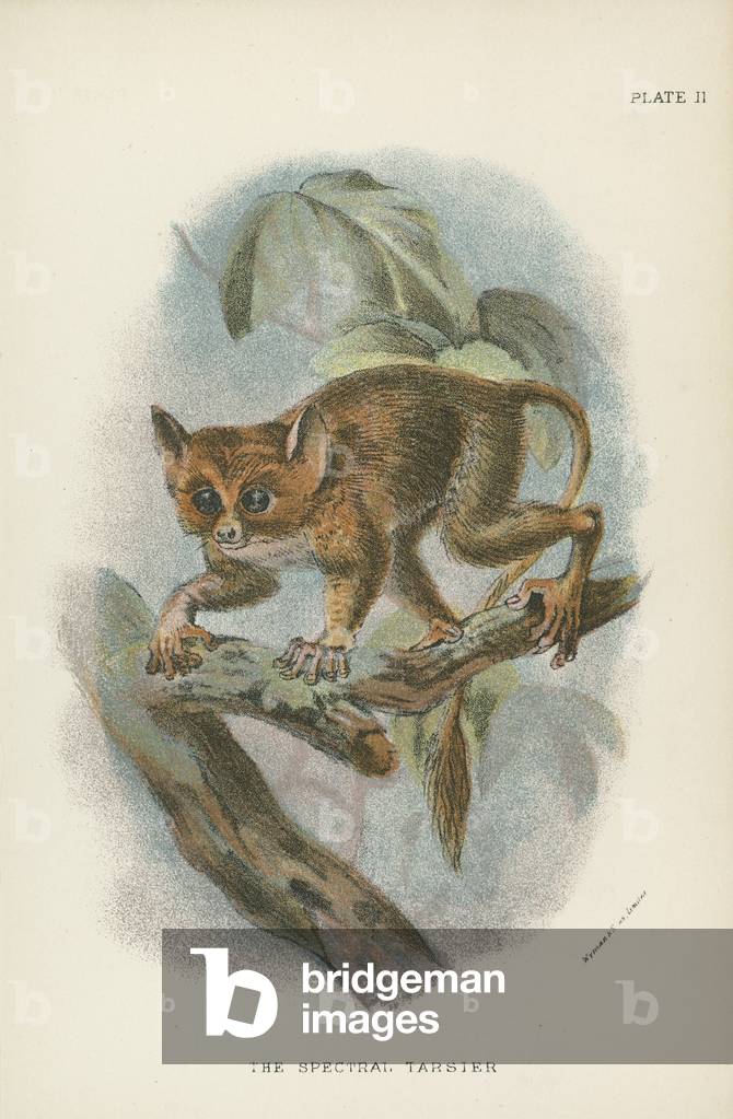 The Spectral Tarsier (colour litho)