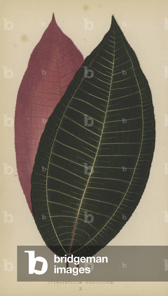 Cyanophyllum Magnificum (chromolitho)
