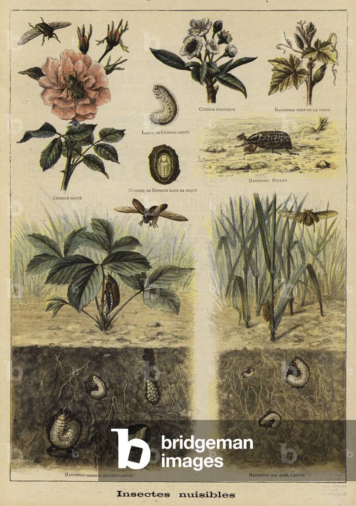 Insects harmful to agriculture (colour litho)