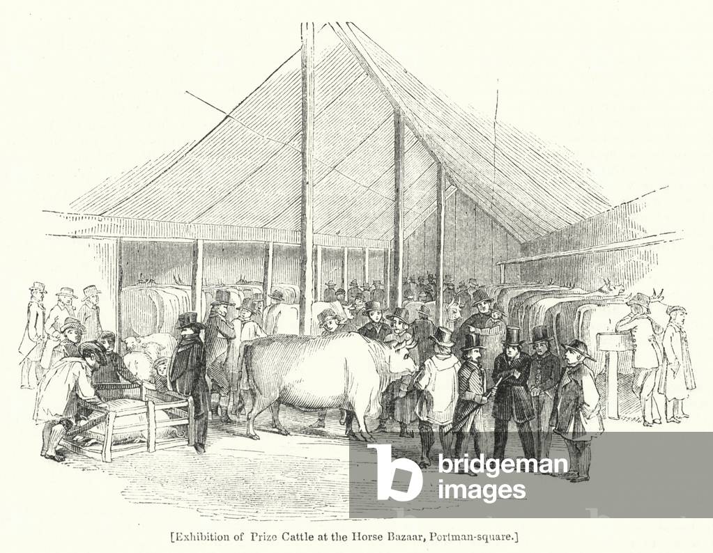 Exhibition of Prize Cattle at the Horse Bazaar, Portman-square (engraving)