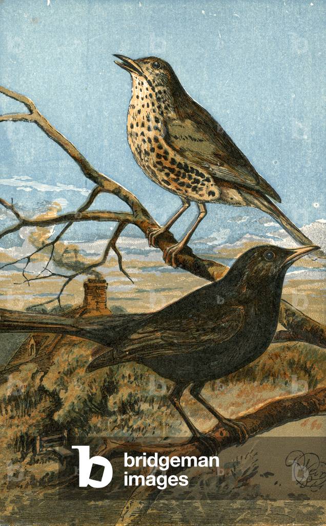 The speckle-breasted thrush, and yellow-billed blackbird