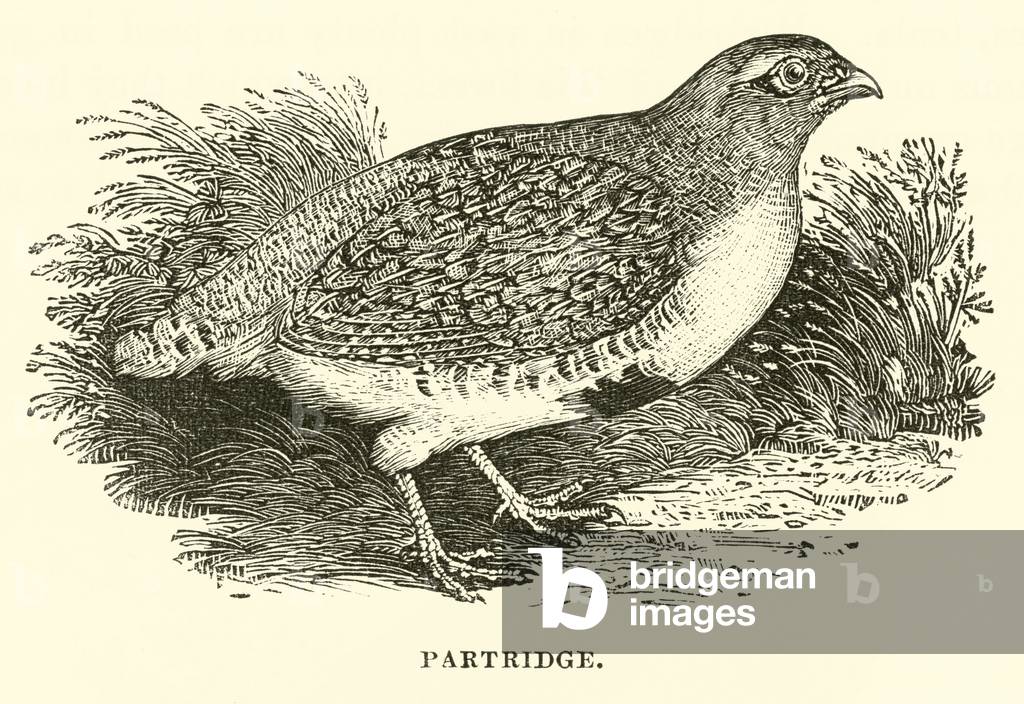 Partridge (engraving)