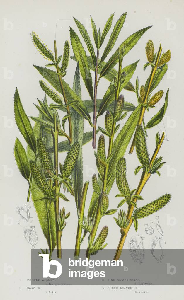 Flowering Plants of Great Britain: Purple Willow, Rose Willow, Pine Basket-Osier, Green-Leaved Osier (colour litho)