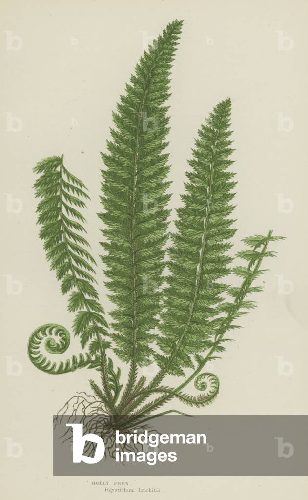 Holly Fern (colour litho)