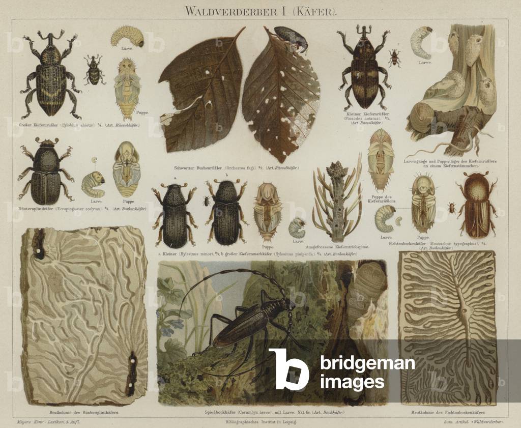 Forest pests: beetles (colour litho)
