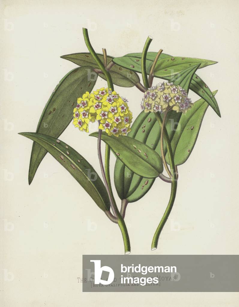 The Oval and the Pallid Hoyas, Hoya Ovalifolia and Pallida (chromolitho)
