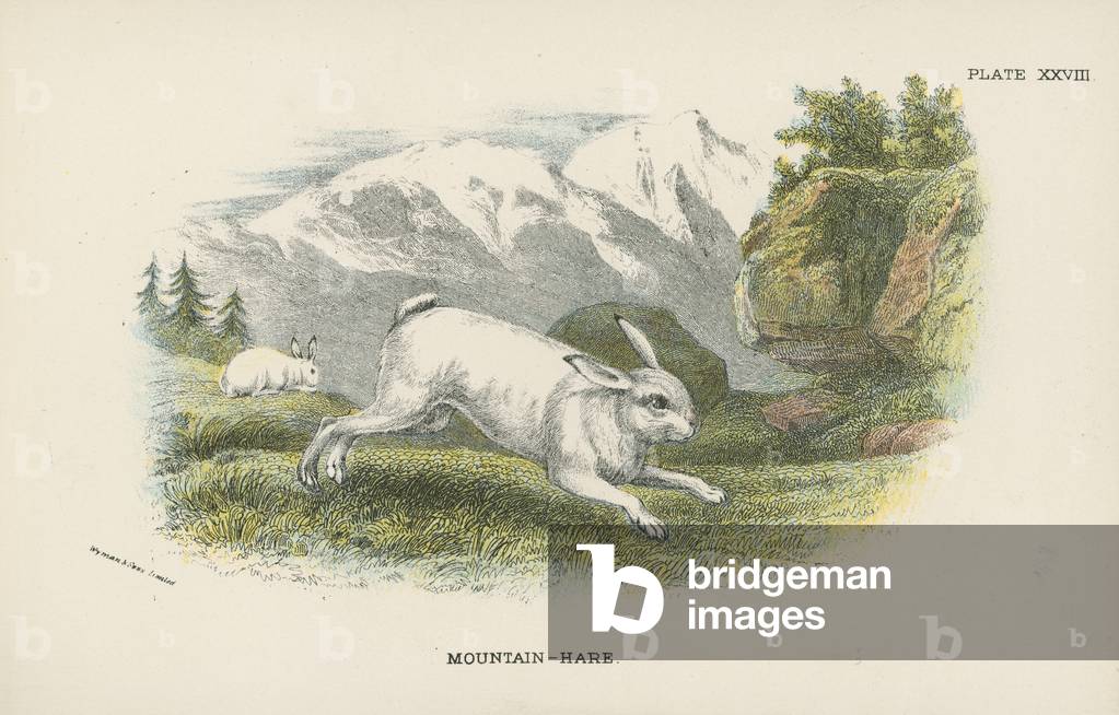 Mountain-Hare