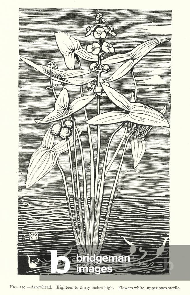 Arrowhead; Eighteen to thirty inches high; Flowers white, upper ones sterile (engraving)