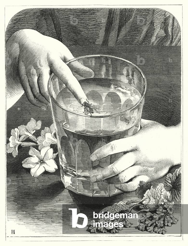 The Fly (engraving)