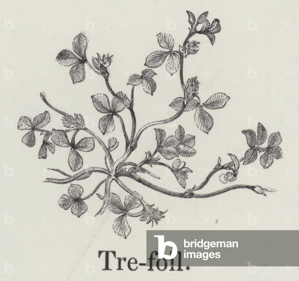 Trefoil (engraving)