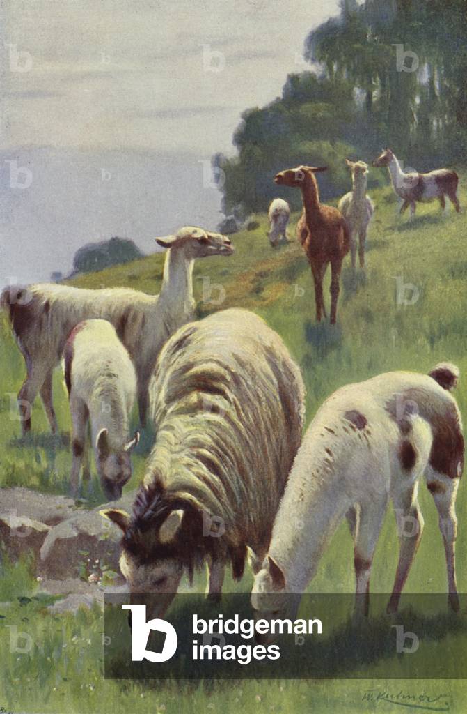 Llama (colour litho)