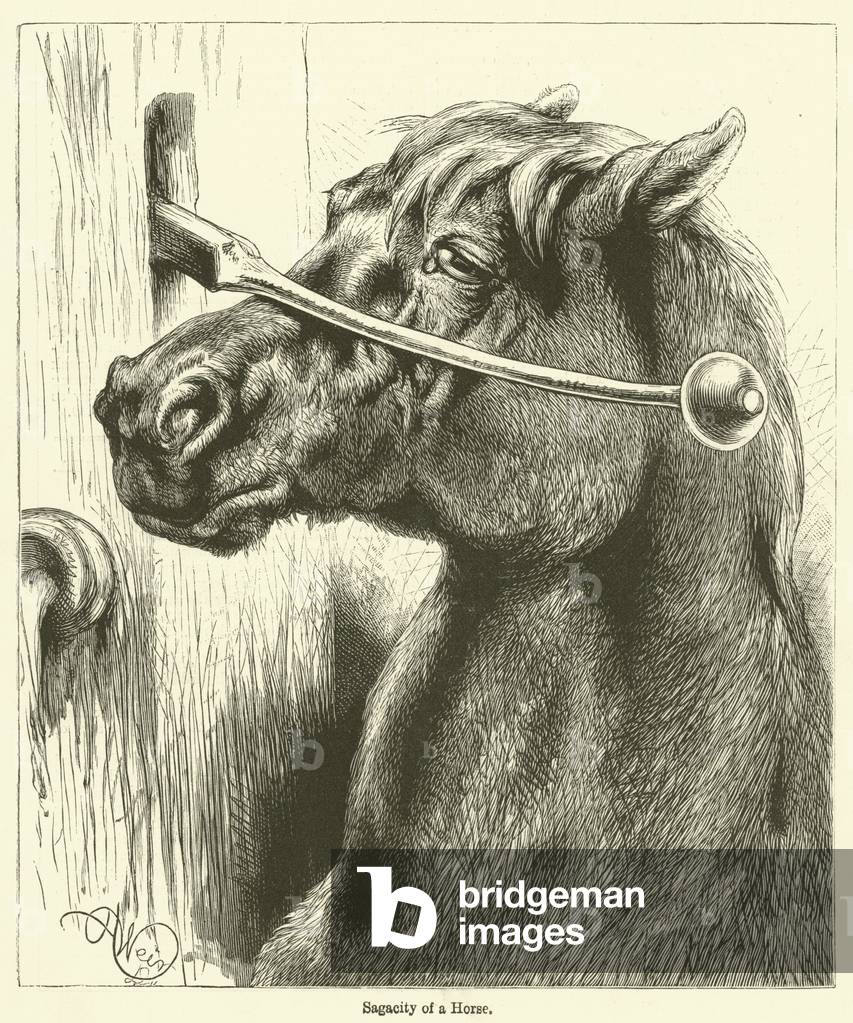 Sagacity of a Horse (engraving)