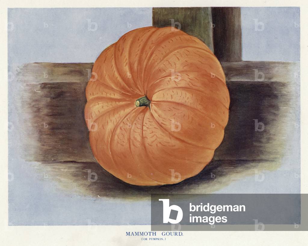 Vegetable Grower's Guide: Mammoth Gourd, or Pumpkin (colour litho)
