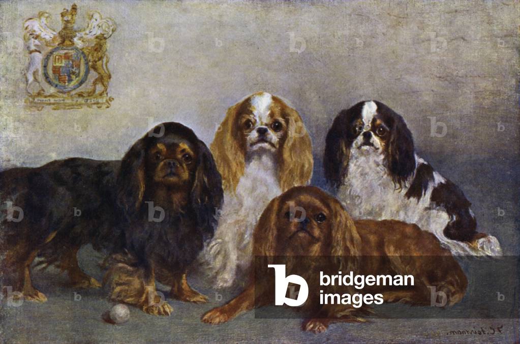 King Charles Spaniels (colour litho)
