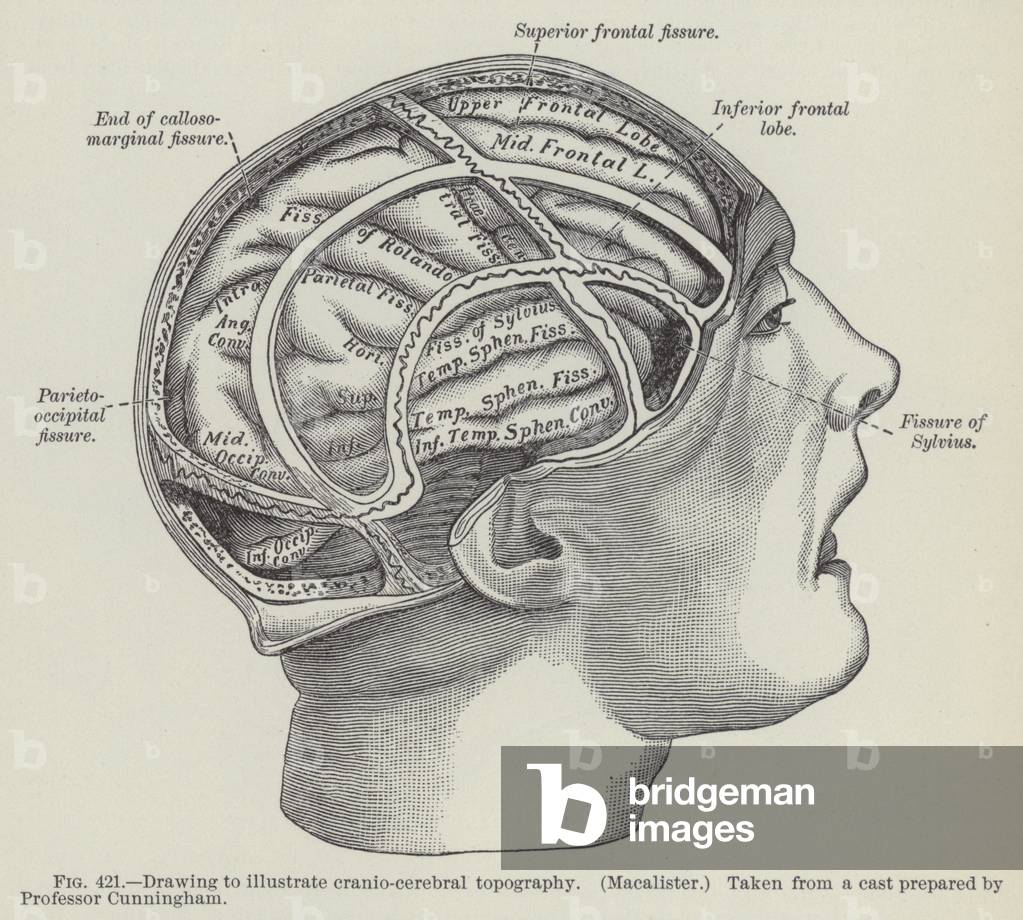 Drawing to illustrate cranio-cerebral topography, Macalister (engraving)