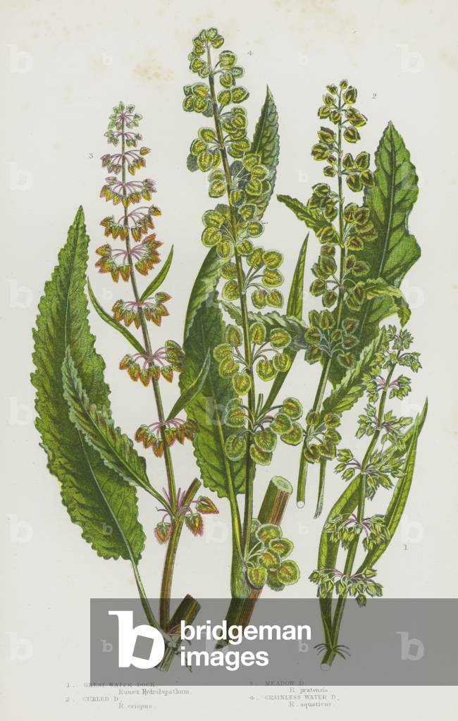 Flowering Plants of Great Britain: Great Water Dock, Curled Dock, Meadow Dock, Grainless Water Dock (colour litho)