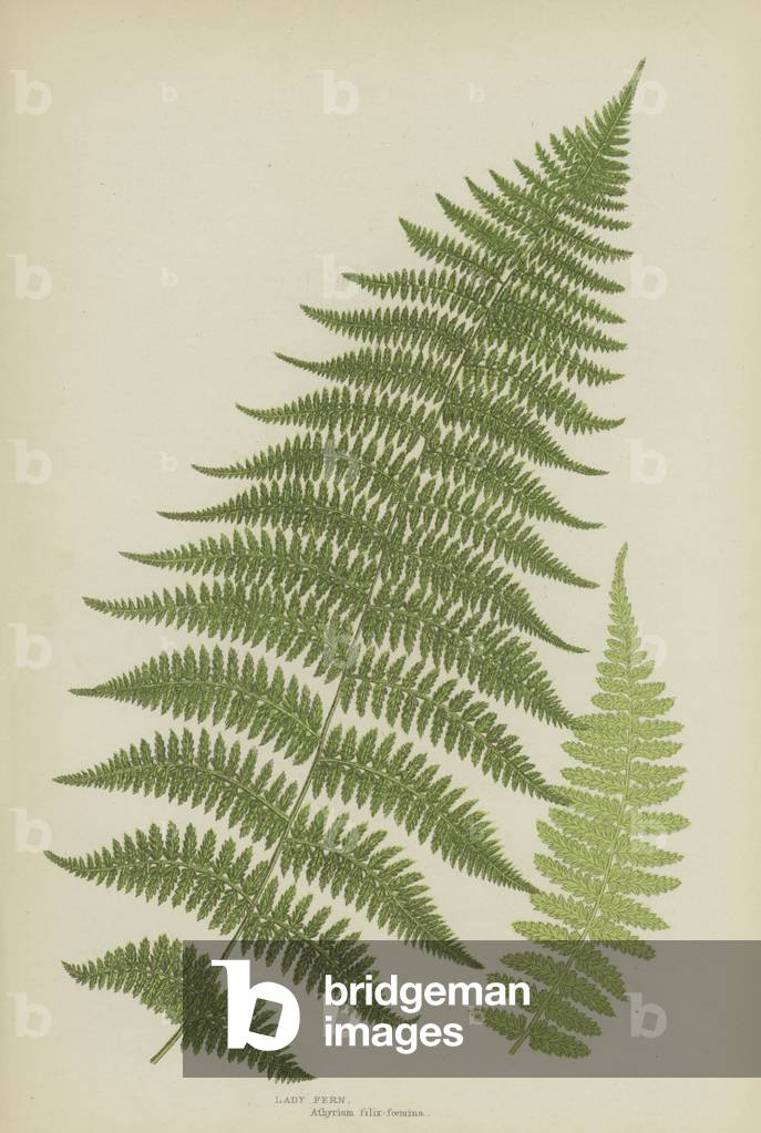 Lady Fern (colour litho)