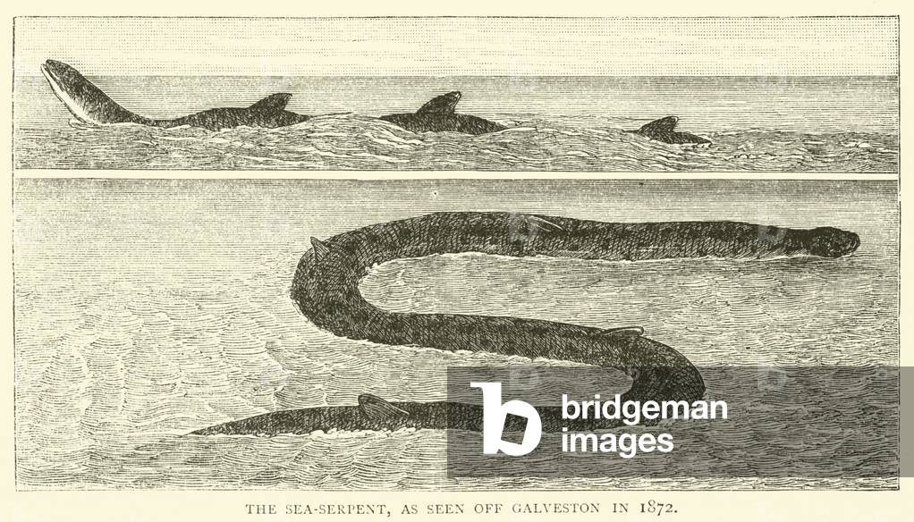 The Sea-Serpent, as seen off Galveston in 1872 (engraving)