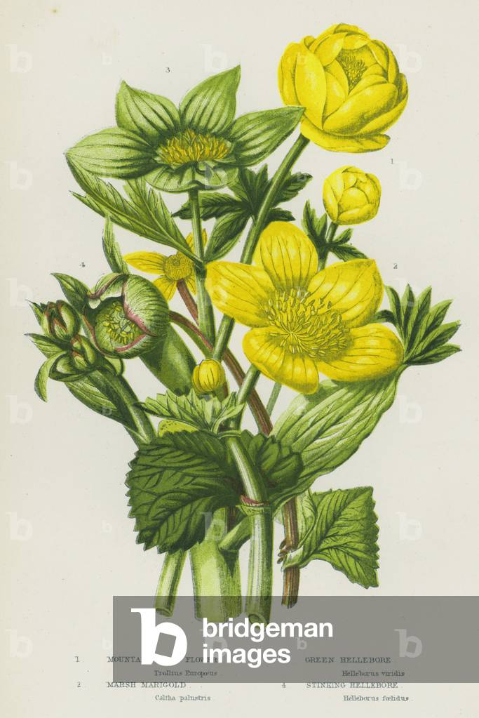 Flowering Plants of Great Britain: Mountain Globe Flower, Marsh Marigold, Green Hellebore, Stinking Hellebore (colour litho)