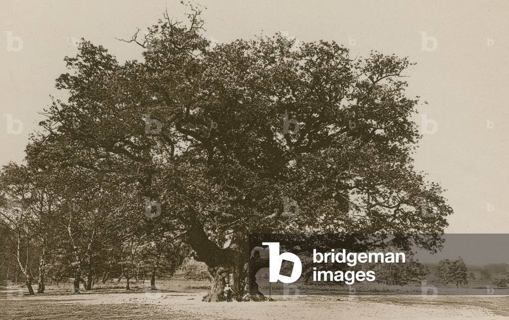 The Major Oak, Sherwood Forest (b/w photo)
