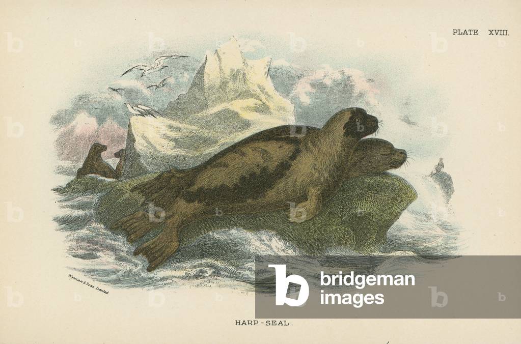 Harp-Seal