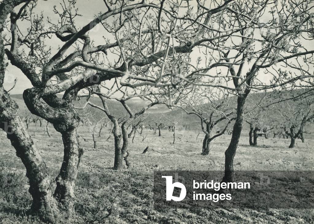 Turkey: Fistik agaclari, Gaziantep, Pistachio-trees at Gazi-Antep (b/w photo)