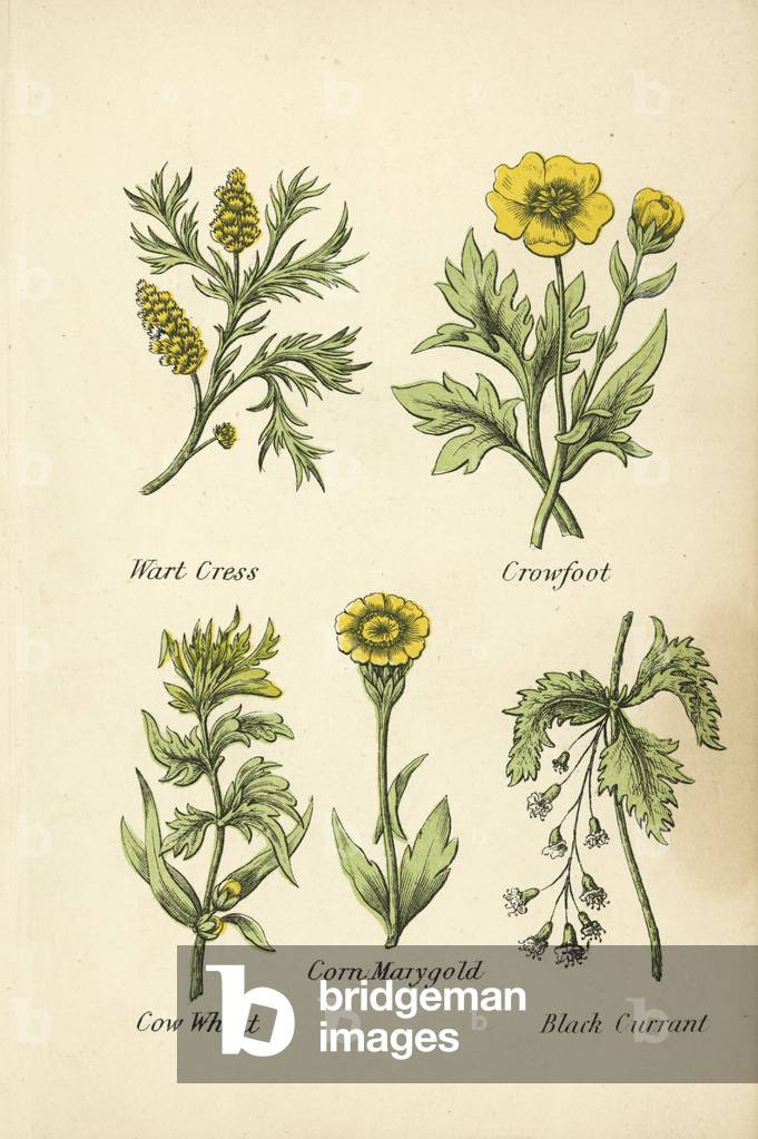 Wart Cress, Crowfoot, Cow Wheat, Corn Marygold, Black Currant (colour litho)