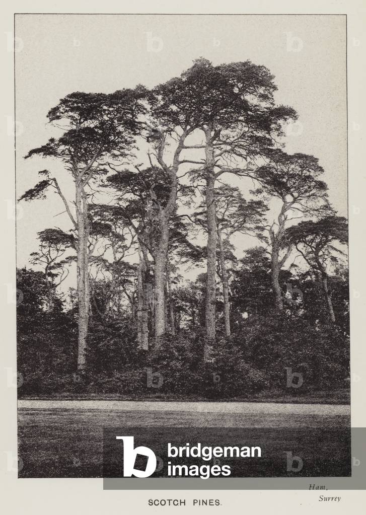 British Trees: Scotch Pines, Ham, Surrey (b/w photo)