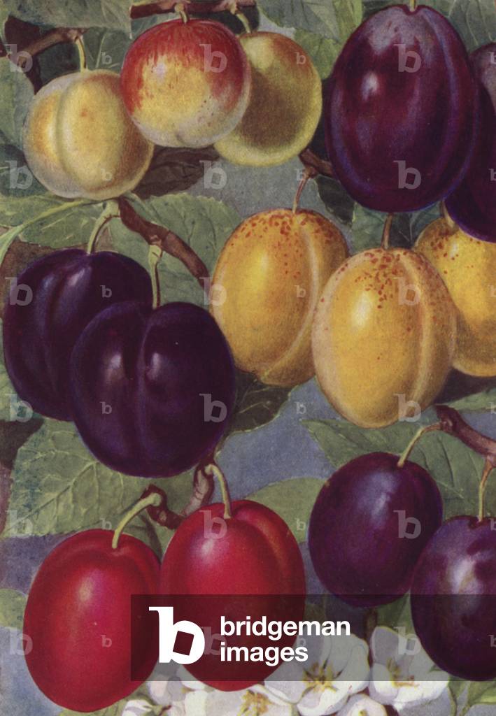 Dessert and Culinary Plums (colour litho)