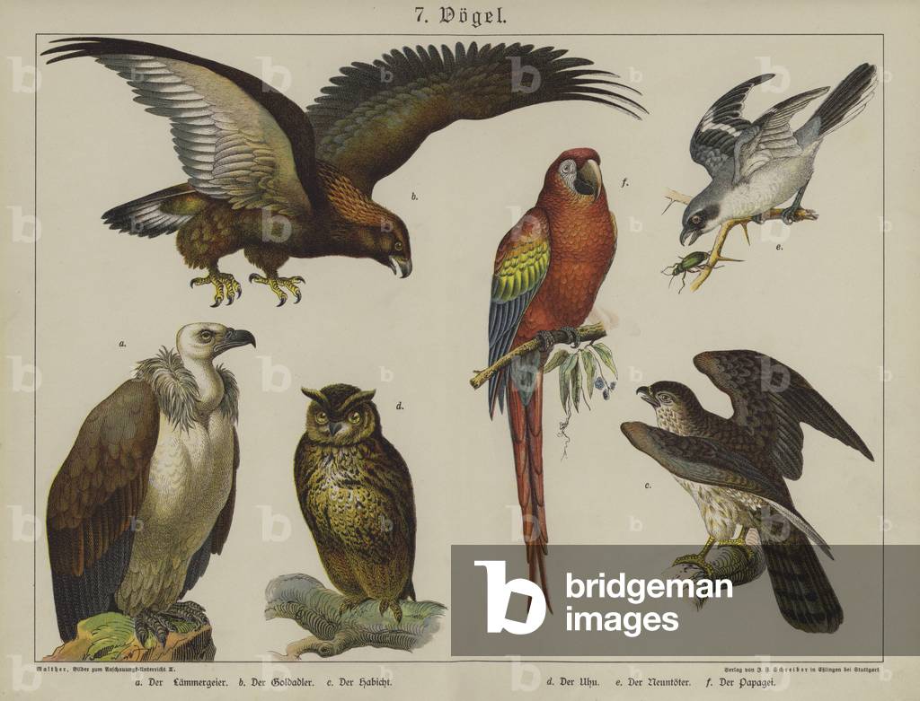 Animals (colour litho)