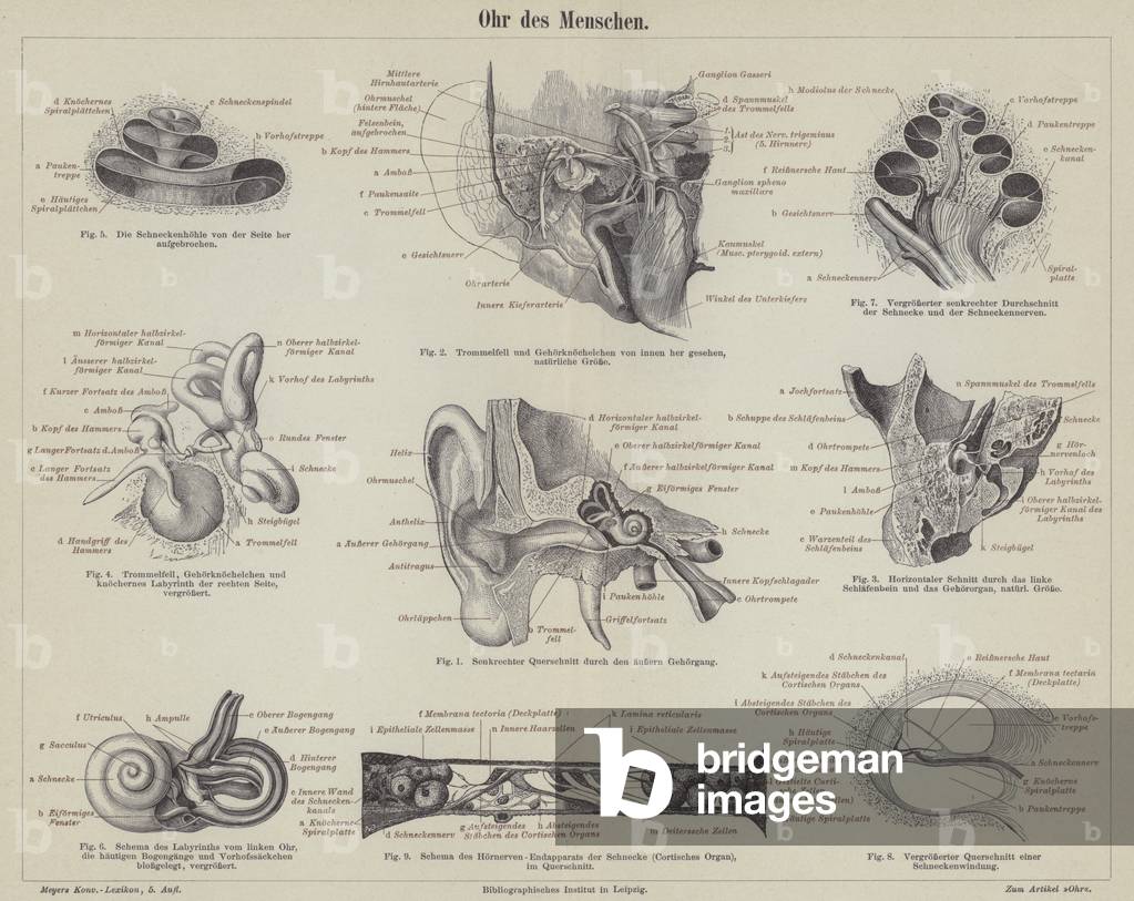 The human ear (engraving)