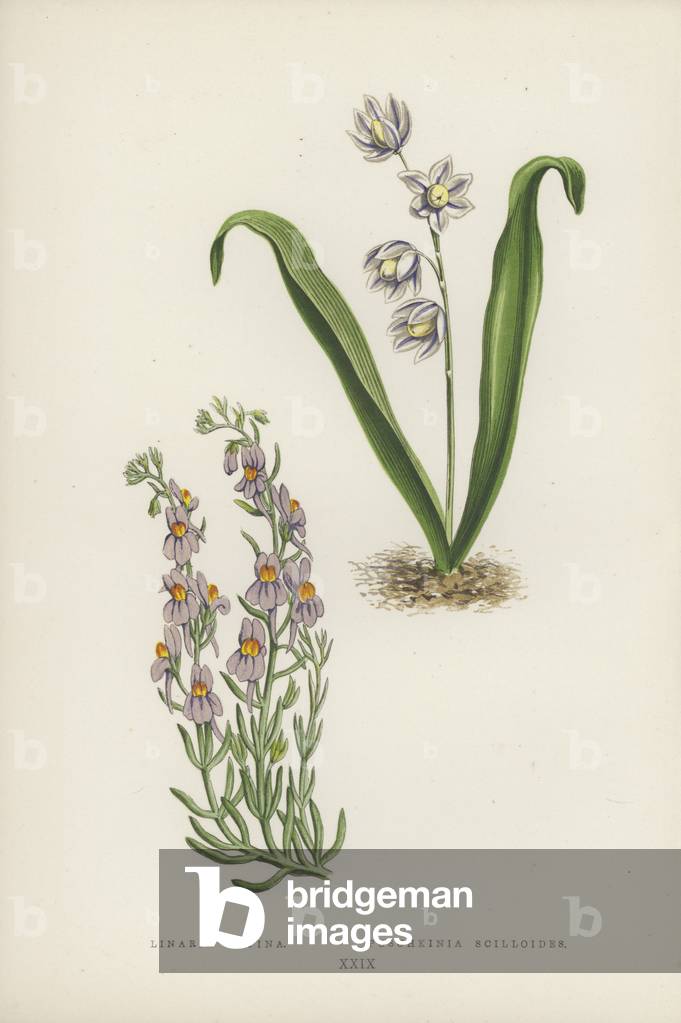 Linaria Alpina; Puschkinia Scilloides (colour litho)