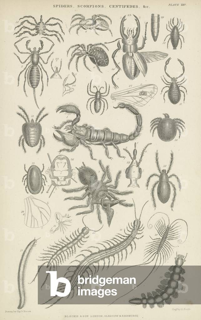 Spiders, scorpions, centipedes etc (engraving)
