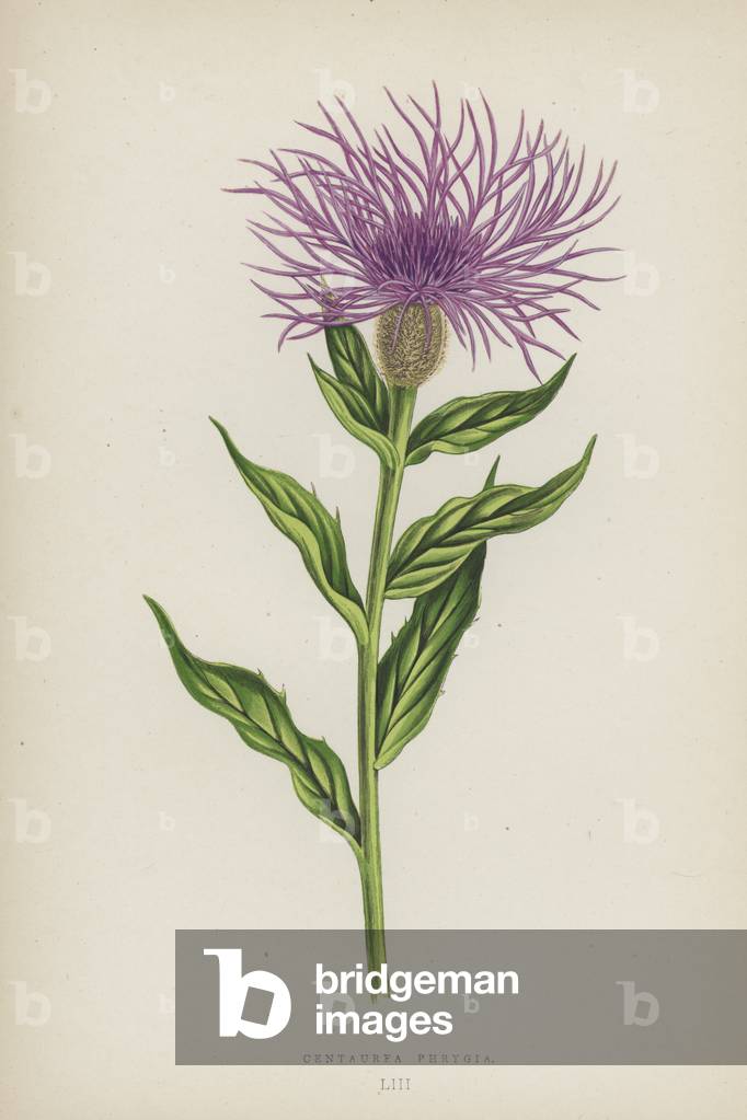 Centaurea Phrygia (colour litho)