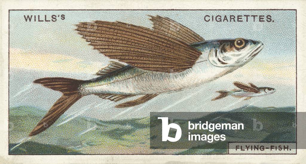 Flying-fish (chromolitho)