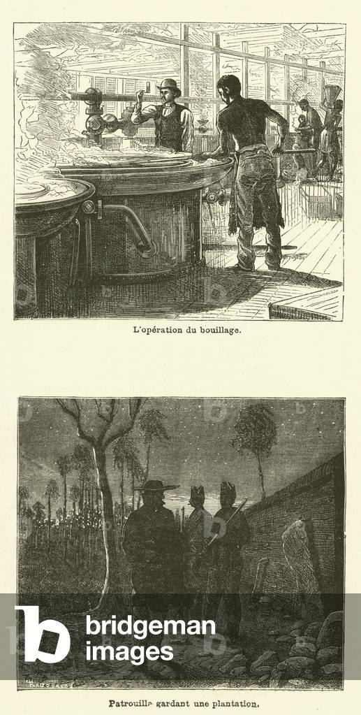 La Canne A Sucre (engraving)