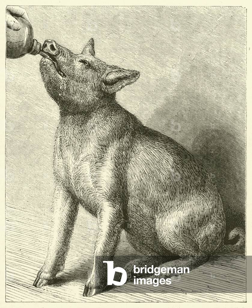 The Sucking-Pig (engraving)