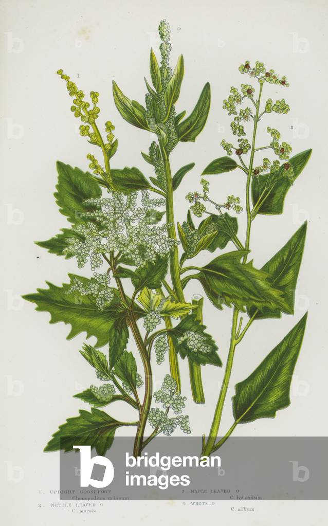 Flowering Plants of Great Britain: Upright Goosefoot, Nettle Leaved Goosefoot, Maple Leaved Goosefoot, White Goosefoot (colour litho)
