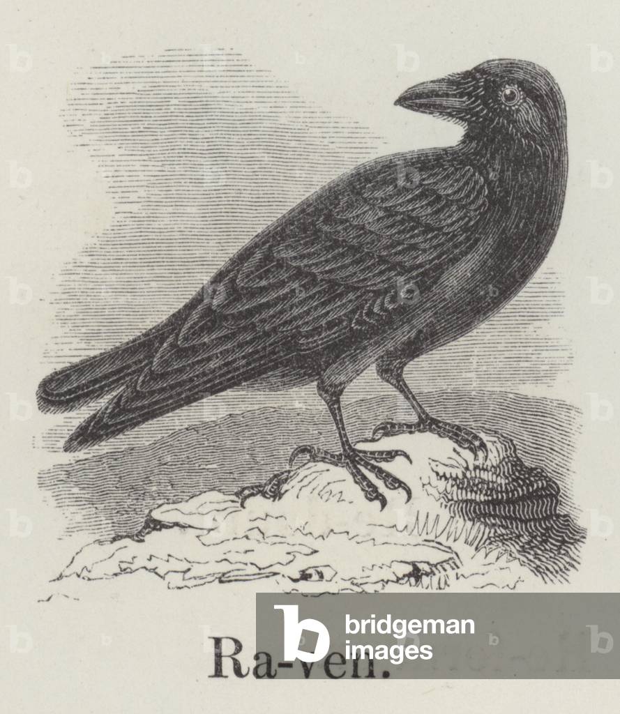 Raven (engraving)