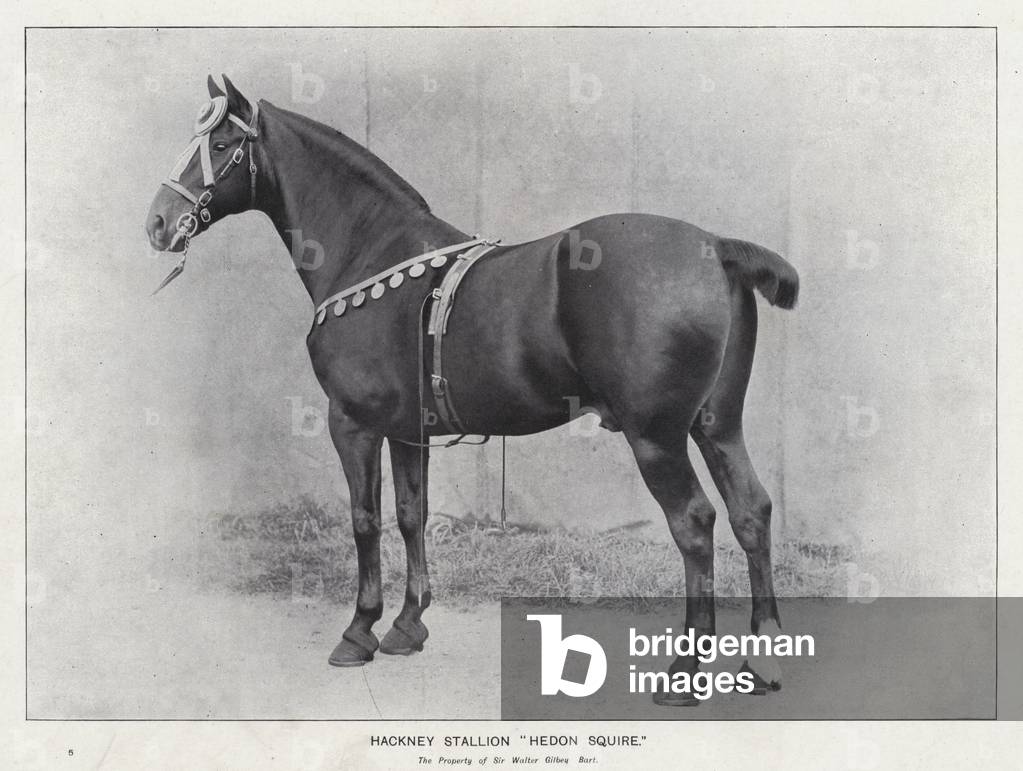 Hackney Stallion 