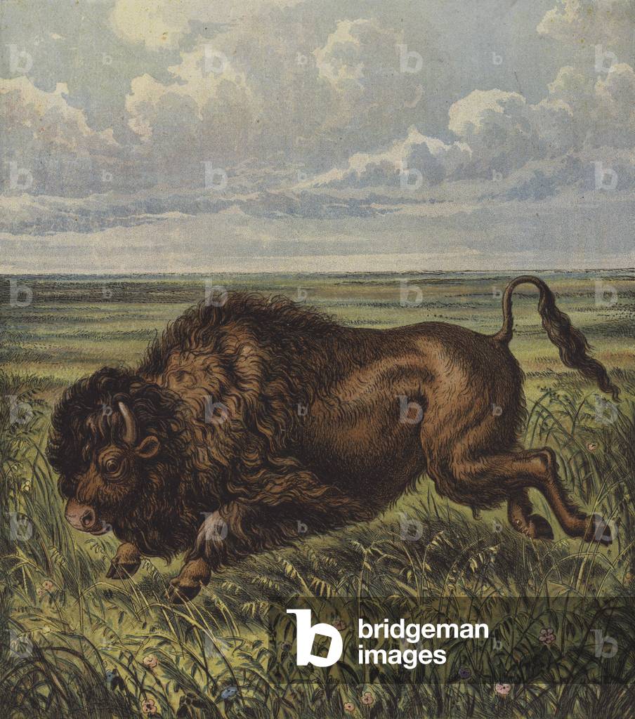 Buffalo, or Bison (colour litho)