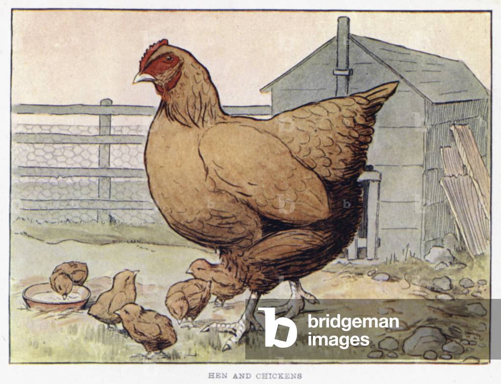 Hen and Chickens (colour litho)