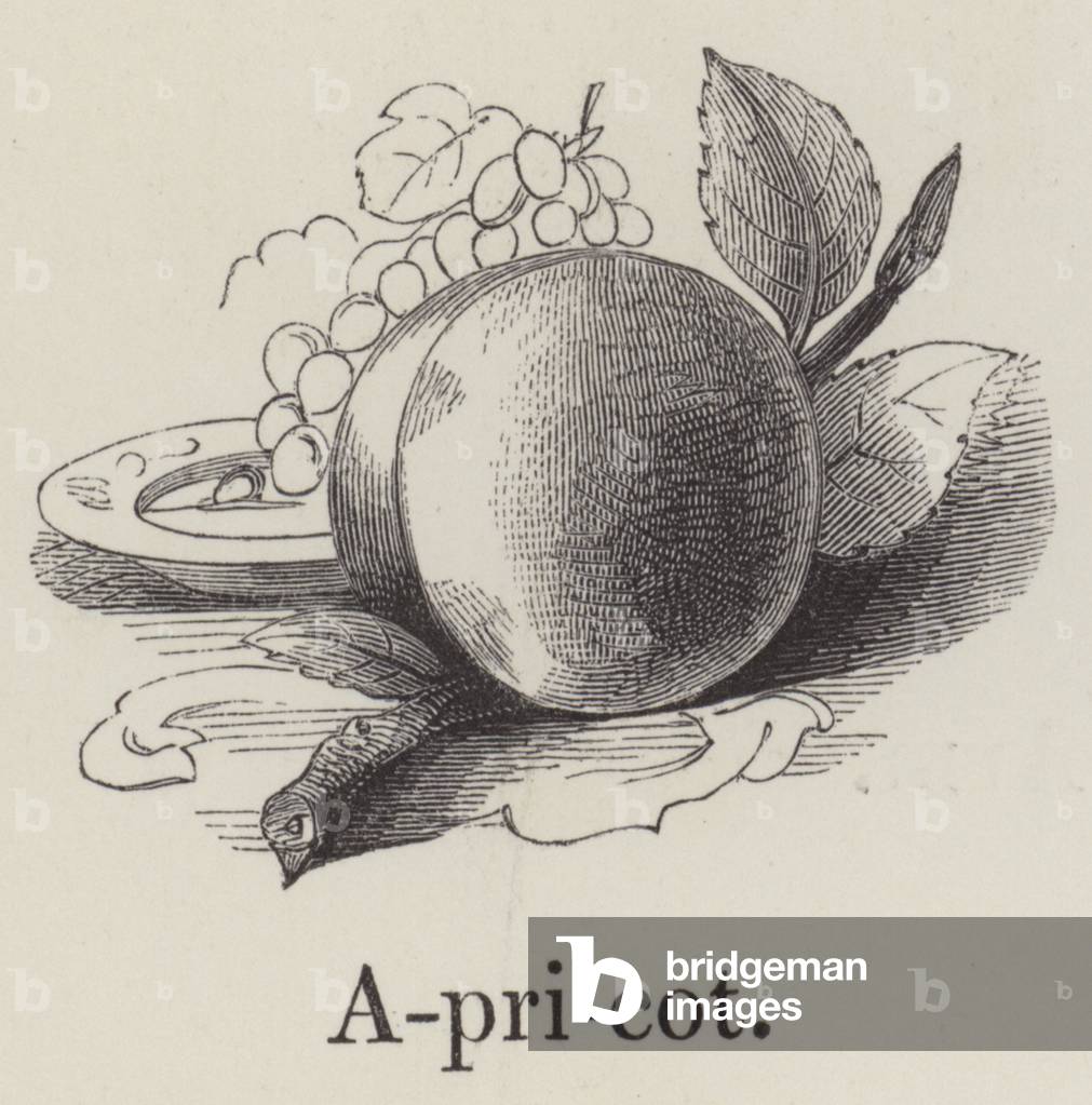 Apricot (engraving)