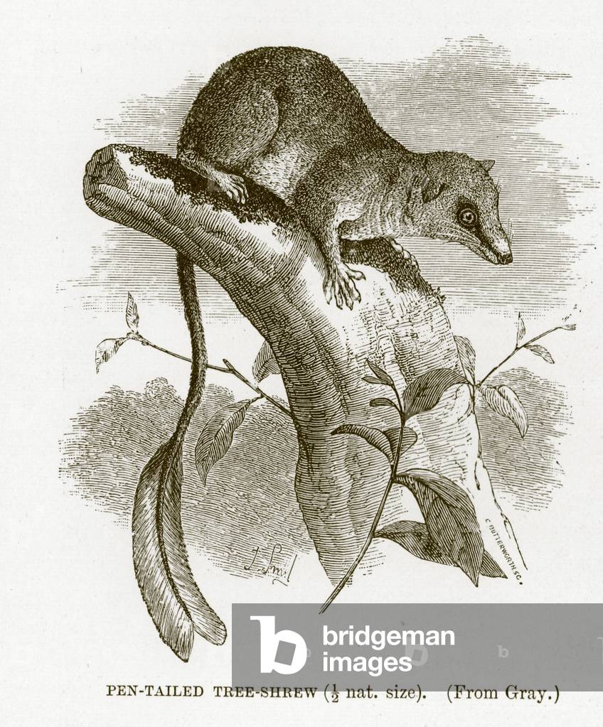 Pen-tailed tree-shrew, illustration from 'The Royal Natural History' (litho)