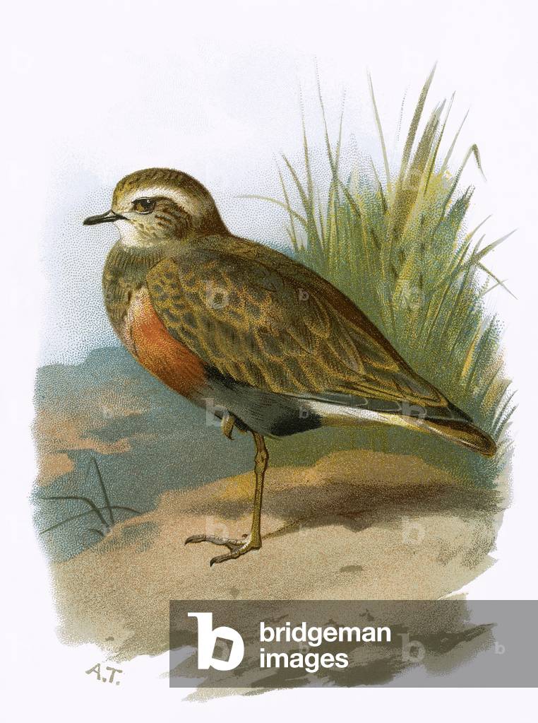 Dotterel