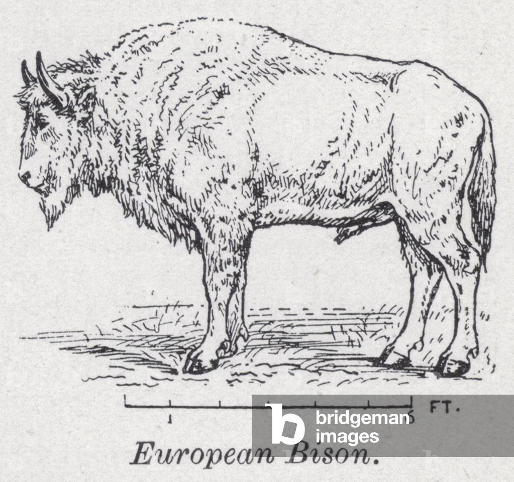European bison (litho)